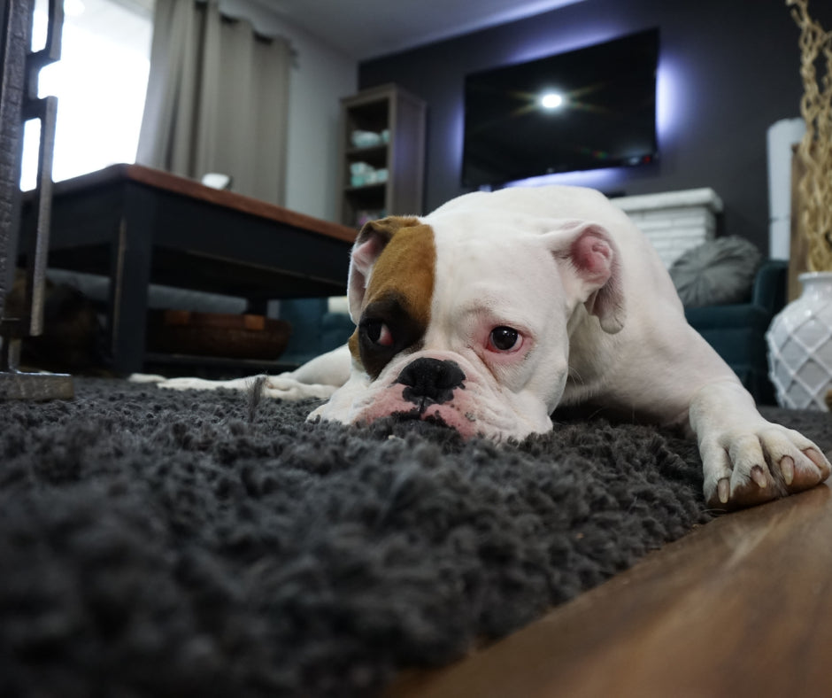 Carpet and Rug Cleaning